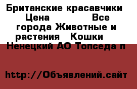 Британские красавчики › Цена ­ 35 000 - Все города Животные и растения » Кошки   . Ненецкий АО,Топседа п.